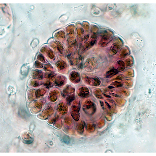 Семейство Pihiellaceae фото