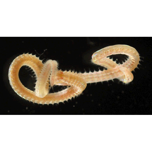 Семейство Pilargidae фото