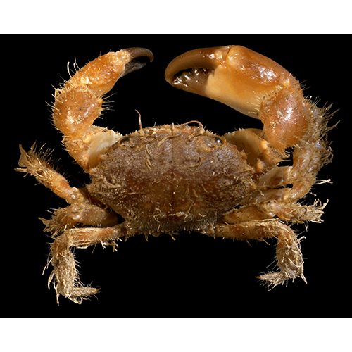 Семейство Pilumnoidea фото