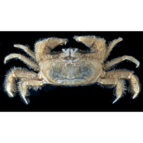 Семейство Pinnotheroidea фото