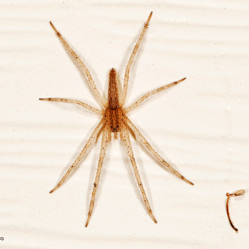 Семейство Pisauridae фото