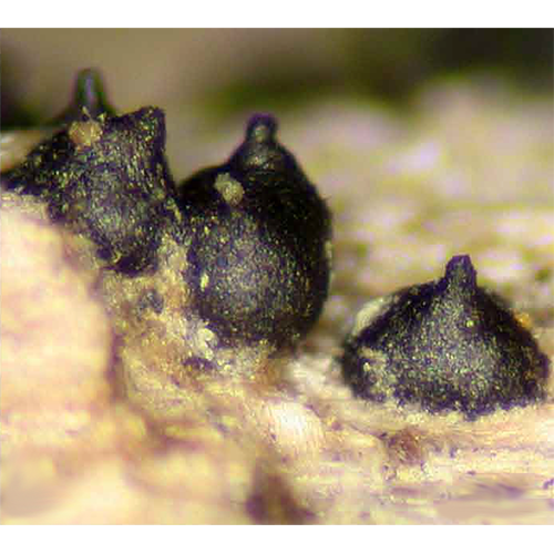 Отряд Pisorisporiales фото