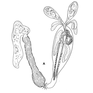 Семейство Placorhynchidae  фото