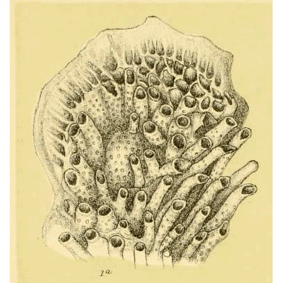 Семейство Plagioeciidae фото