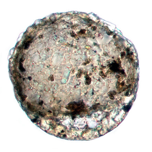 Семейство Plagiopyxidae фото