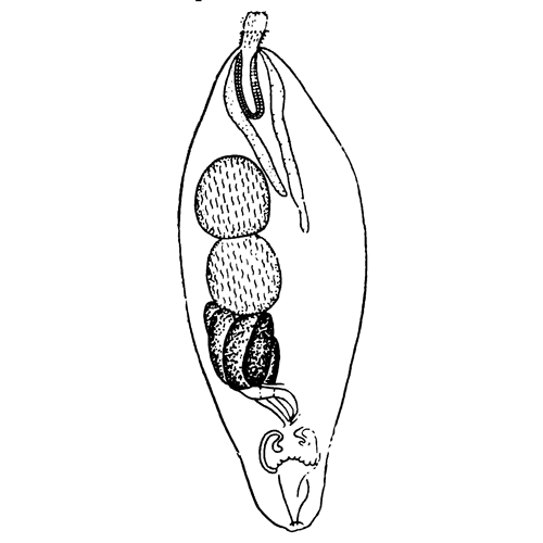 Семейство Plagiorhynchidae фото