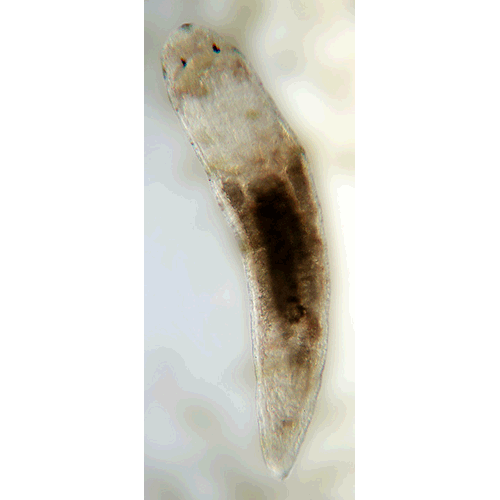 Семейство Plagiostomidae  фото