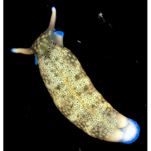 Семейство Plakobranchoidea  фото