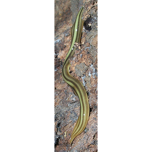 Семейство Planariidae  фото