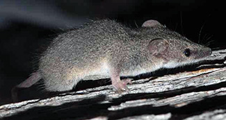 Planigale maculata maculata