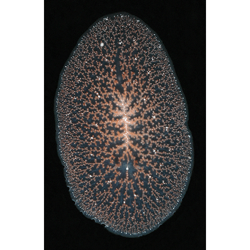 Семейство Planoceridae  фото