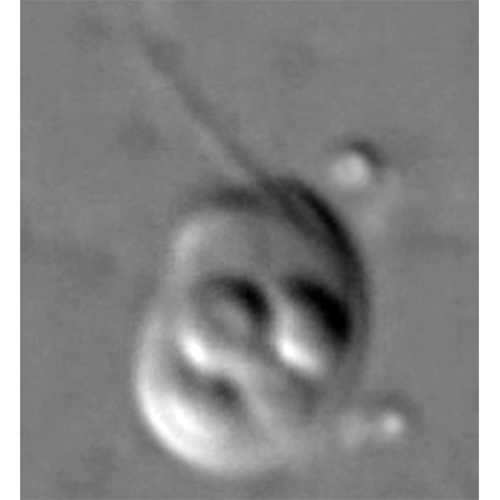 Отряд Planomonadida фото