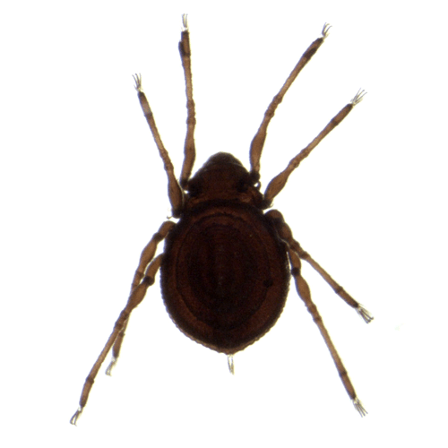 Семейство Plateremaeoidea фото