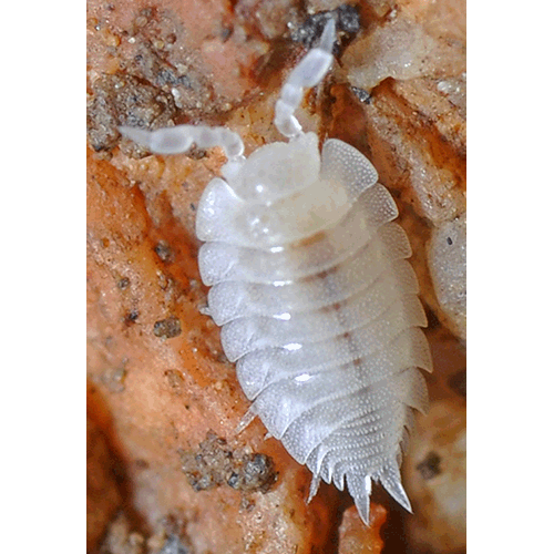 Семейство Platyarthridae фото