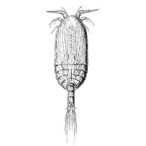 Семейство Platycopiidae фото