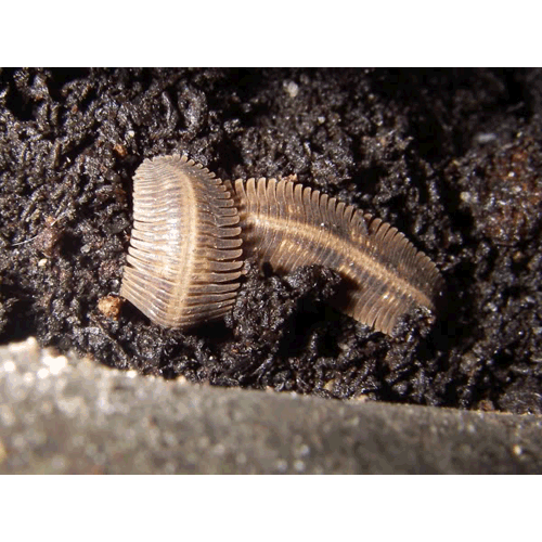 Семейство Platydesmidae фото