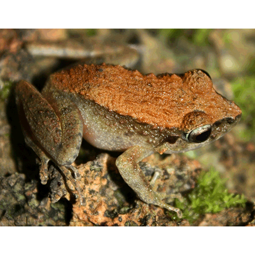  Род Platymantis  фото