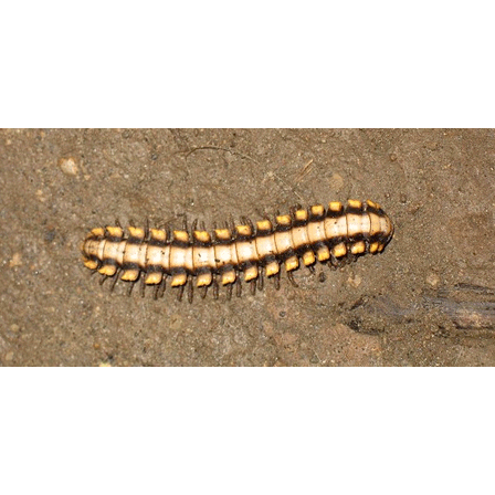 Семейство Platyrhacidae фото