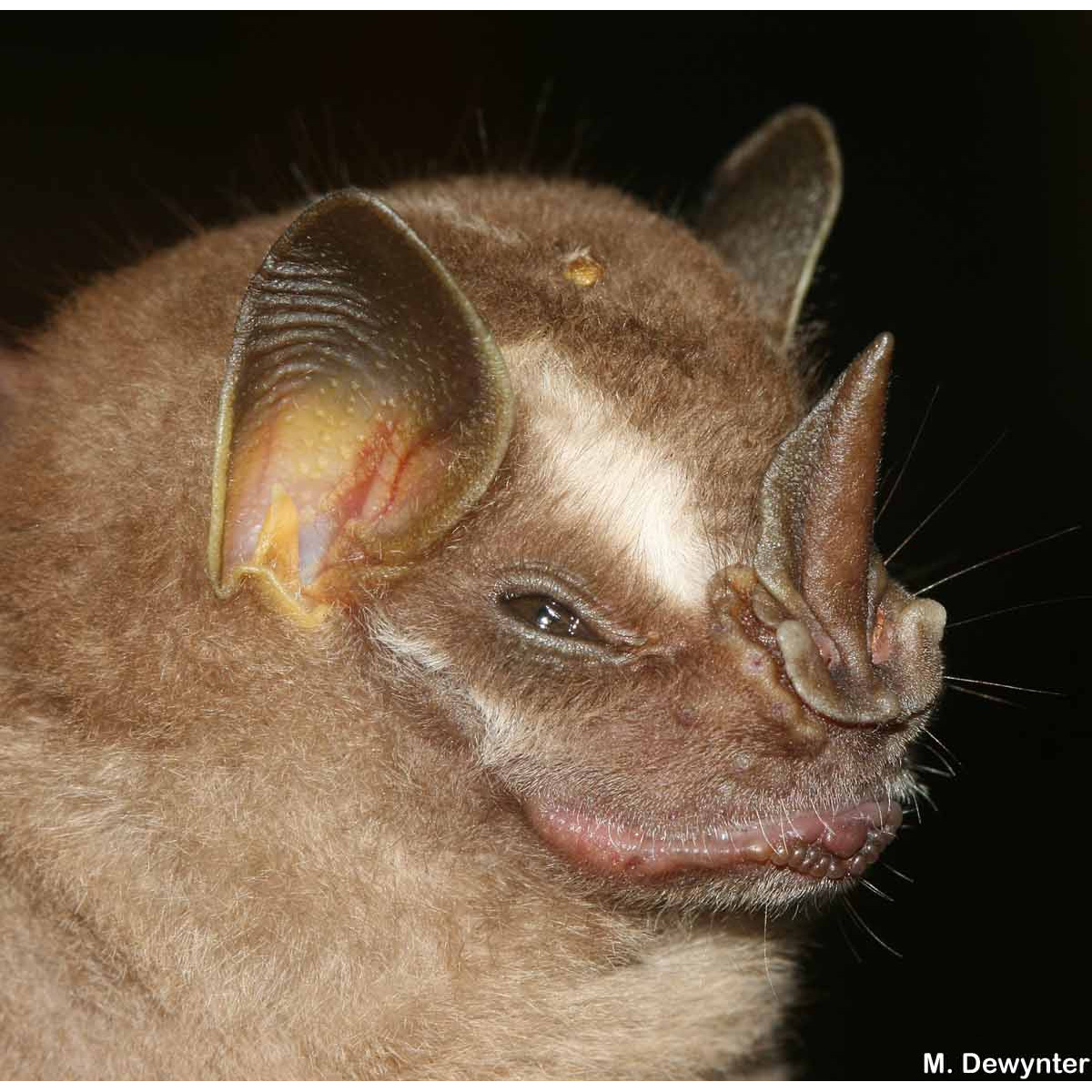 Короткомордый широконос (Platyrrhinus brachycephalus) Фото №9
