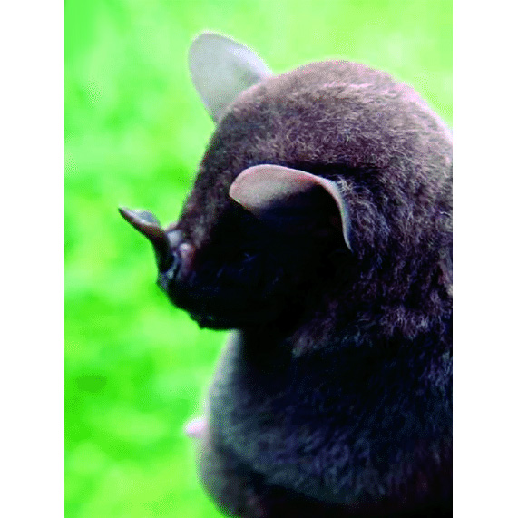 Колумбийский широконос (Platyrrhinus chocoensis) Фото №2