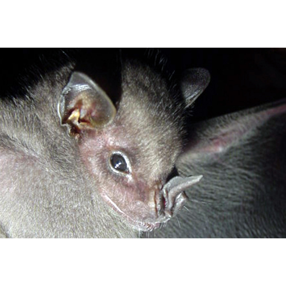 Колумбийский широконос (Platyrrhinus chocoensis) Фото №3