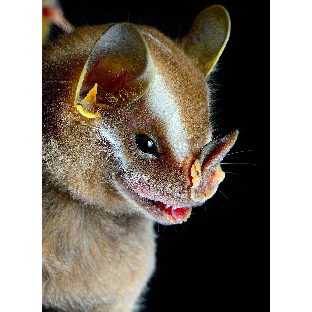 Широконос Хеллера (Platyrrhinus helleri) Фото №10