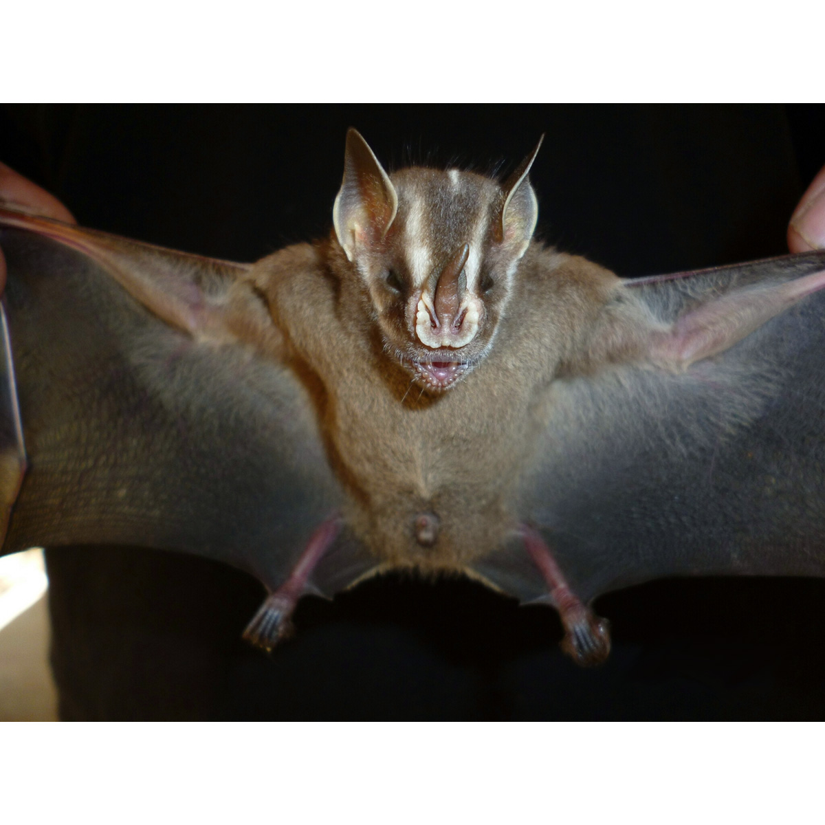 Широконос Хеллера (Platyrrhinus helleri) Фото №5