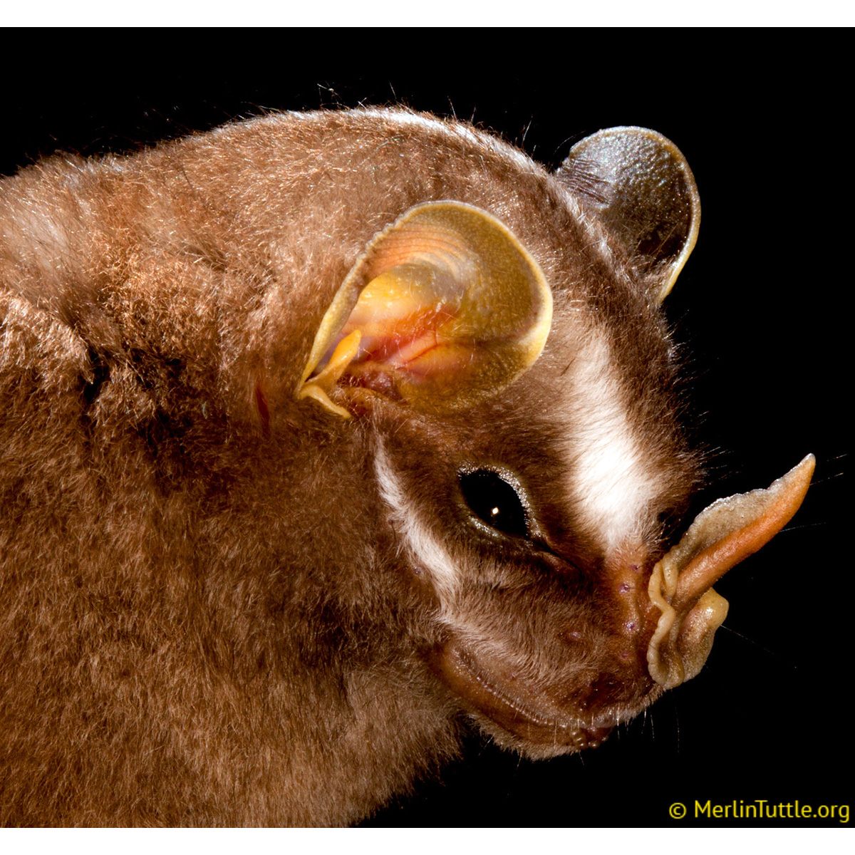 Широконос Хеллера (Platyrrhinus helleri) Фото №8