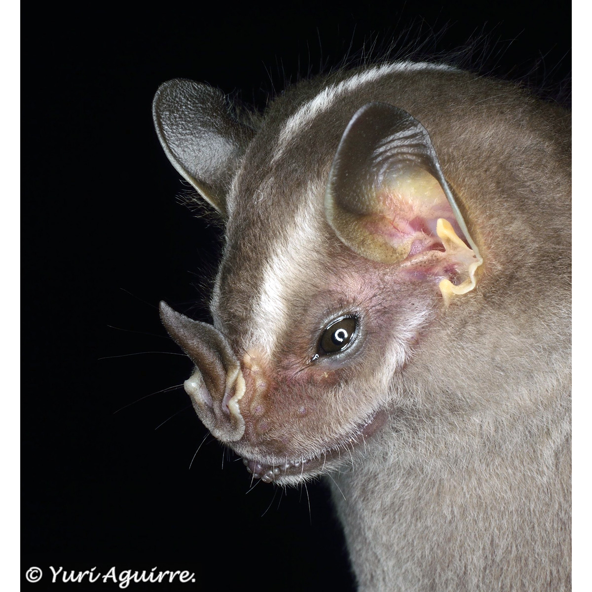 Широконос Хеллера (Platyrrhinus helleri) Фото №9