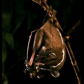 Platyrrhinus helleri helleri