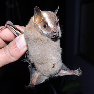 Platyrrhinus helleri incarum
