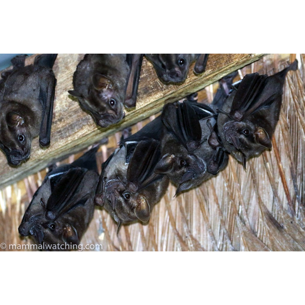 Буроватый широконос (Platyrrhinus infuscus) Фото №8