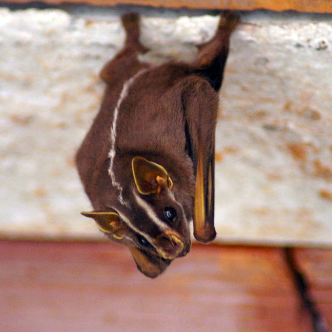 Белополосый широконос (Platyrrhinus lineatus) Фото №2
