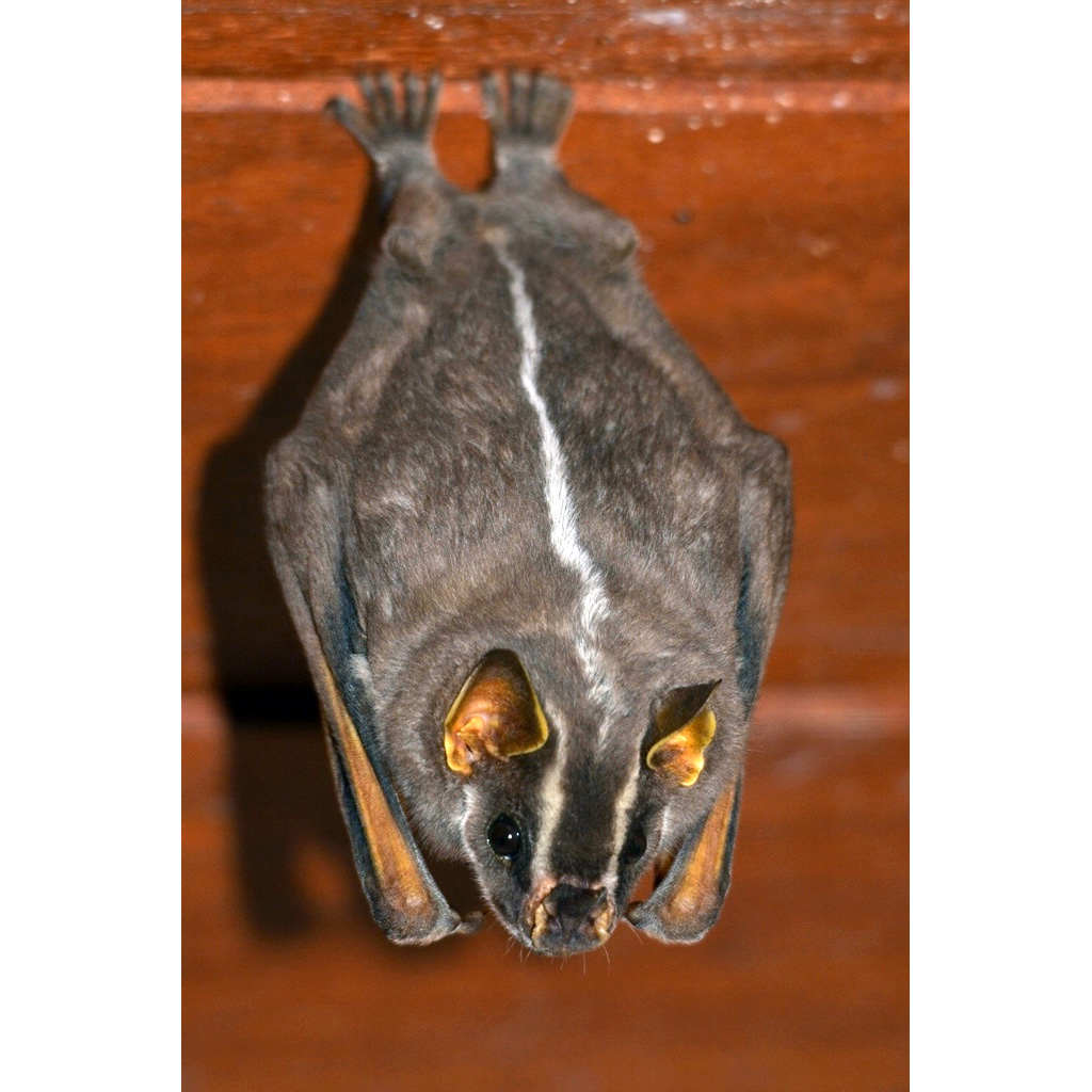 Белополосый широконос (Platyrrhinus lineatus) Фото №3