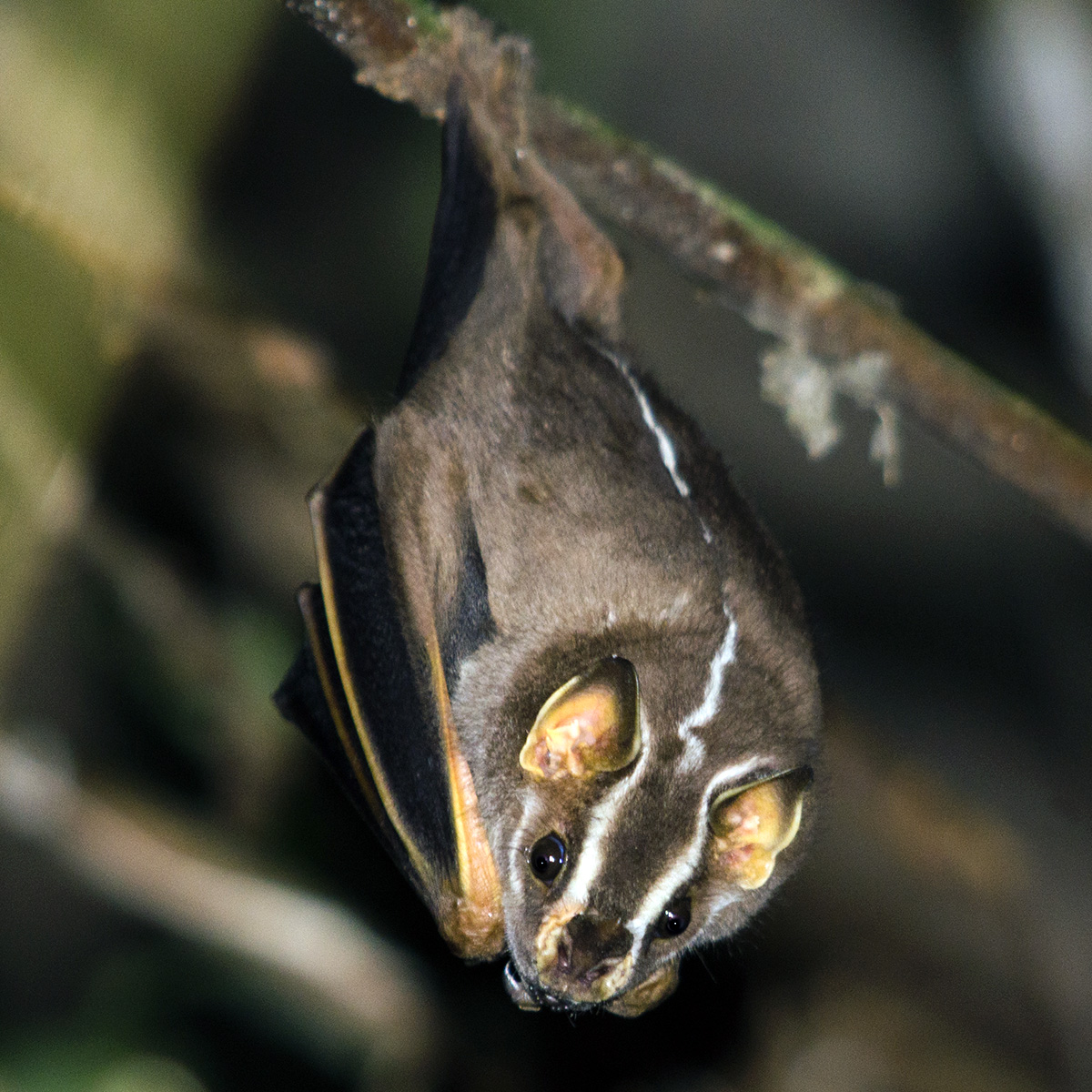 Белополосый широконос (Platyrrhinus lineatus) Фото №5
