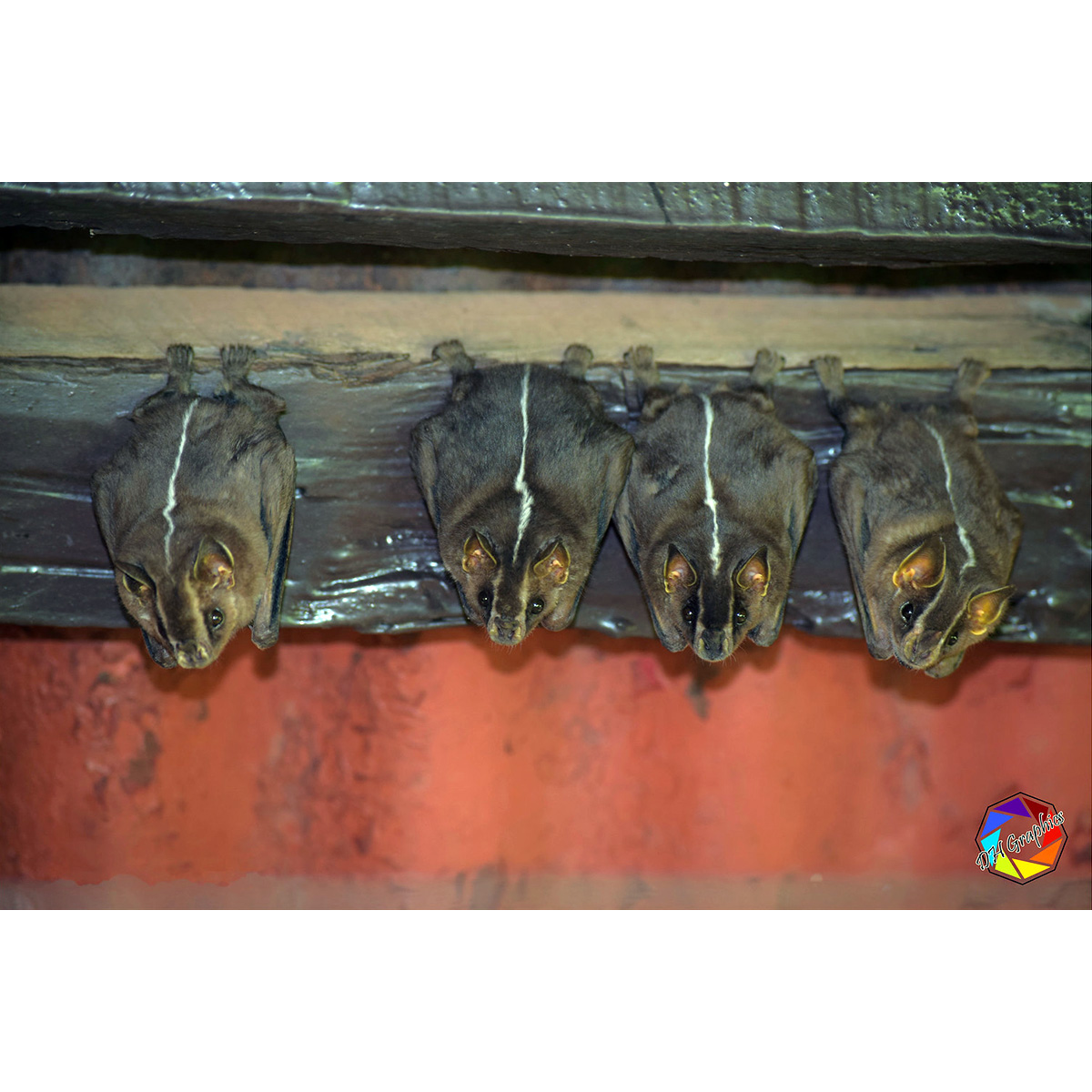 Белополосый широконос (Platyrrhinus lineatus) Фото №7