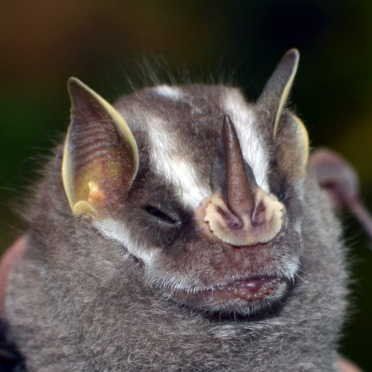 Бразильский широконос (Platyrrhinus recifinus) Фото №10