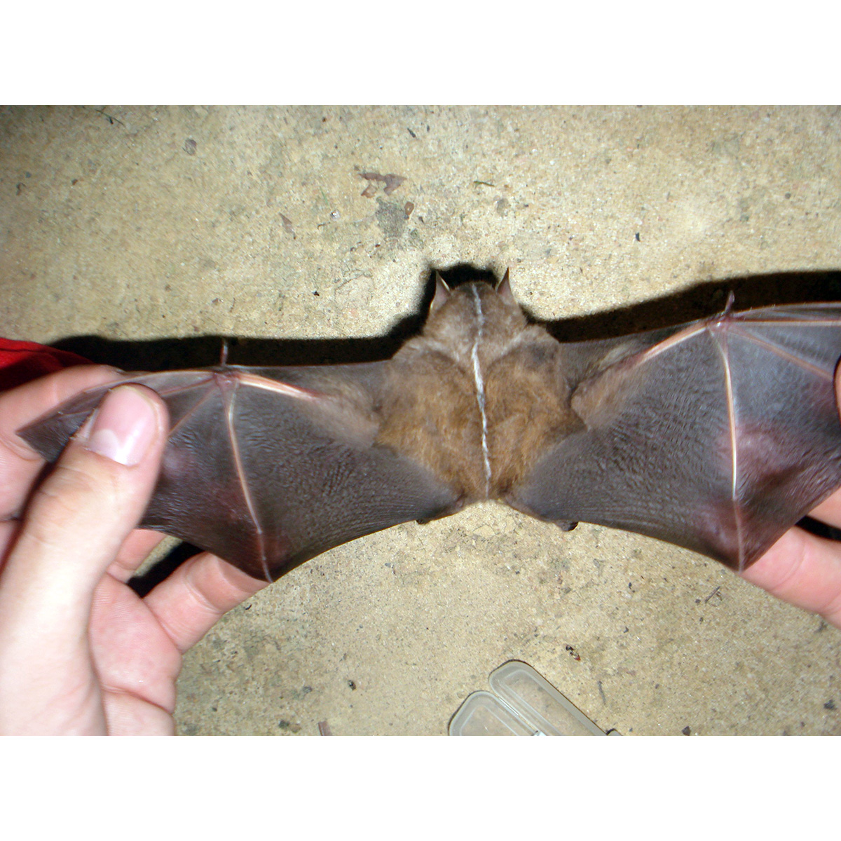Бразильский широконос (Platyrrhinus recifinus) Фото №7