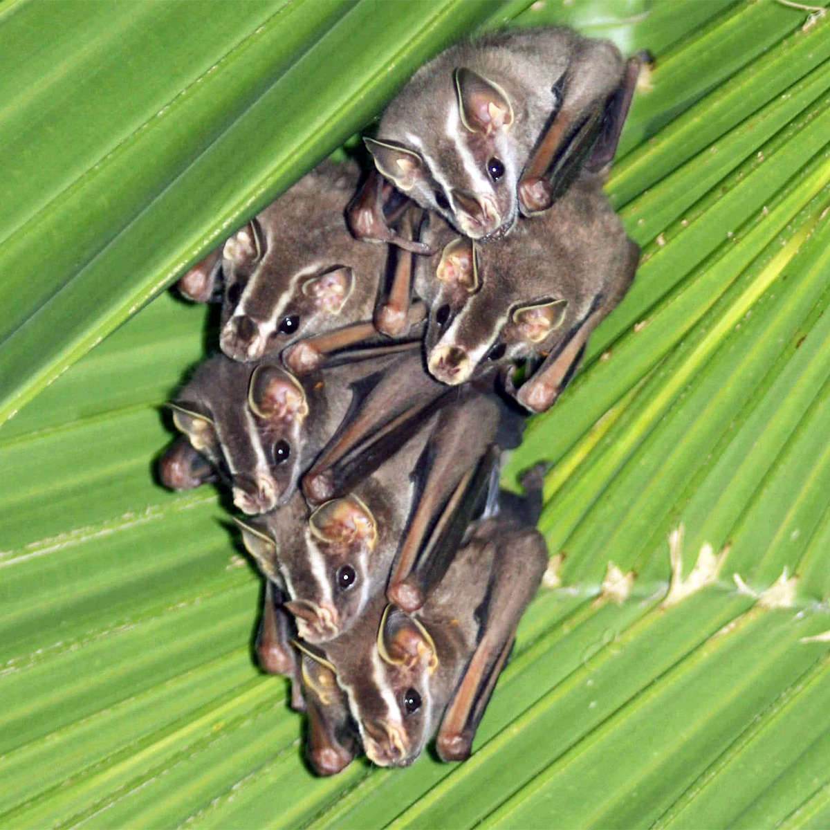 Бразильский широконос (Platyrrhinus recifinus) Фото №9