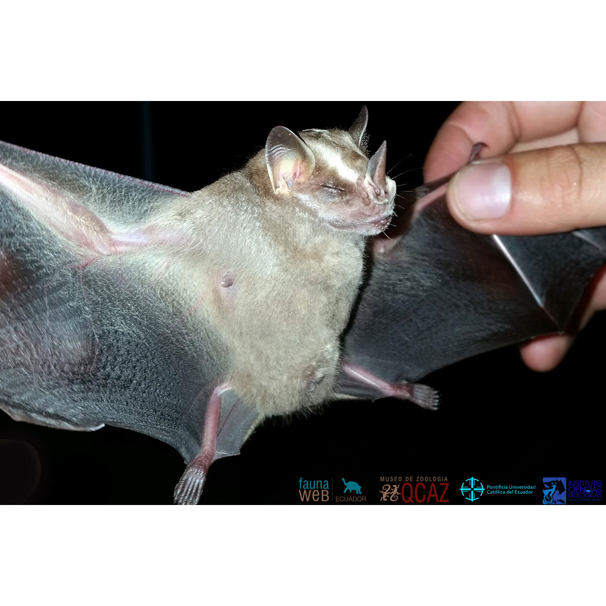 Зонтичный широконос (Platyrrhinus umbratus) Фото №2