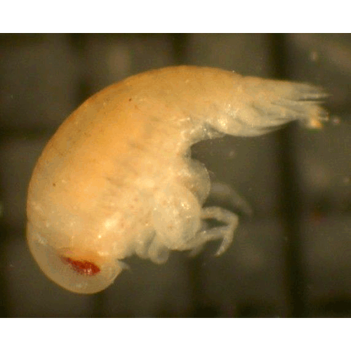 Семейство Platysceloidea фото