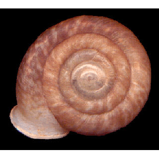 Семейство Plectopyloidea  фото