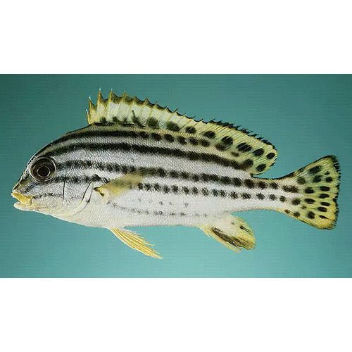 Род Plectorhinchus фото