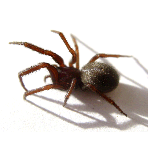 Семейство Plectreuridae фото