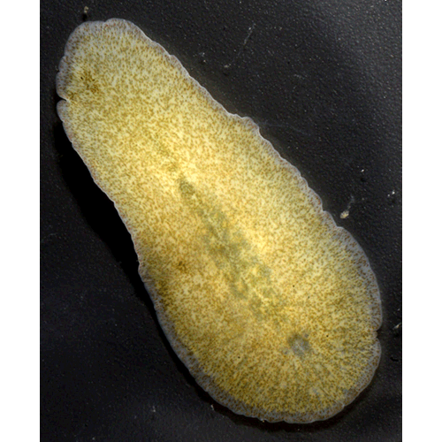Семейство Pleioplanidae  фото