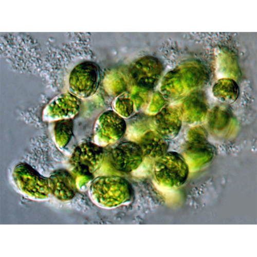 Семейство Pleurastraceae фото