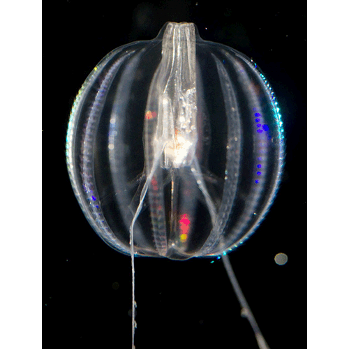 Семейство Pleurobrachiidae  фото