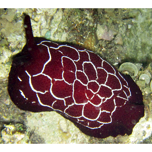 Семейство Pleurobranchoidea  фото