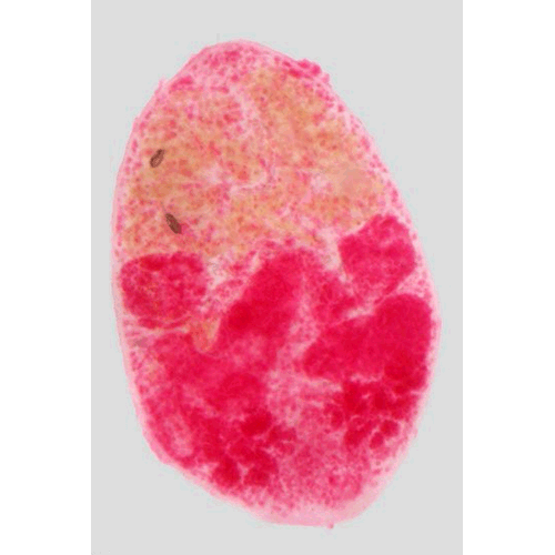 Семейство Pleurogenidae  фото
