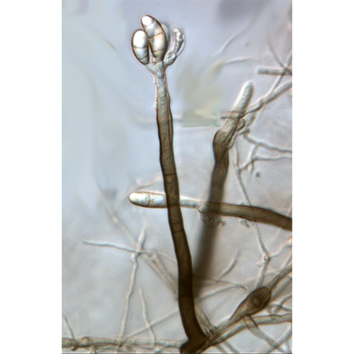 Отряд Pleurotheciales фото